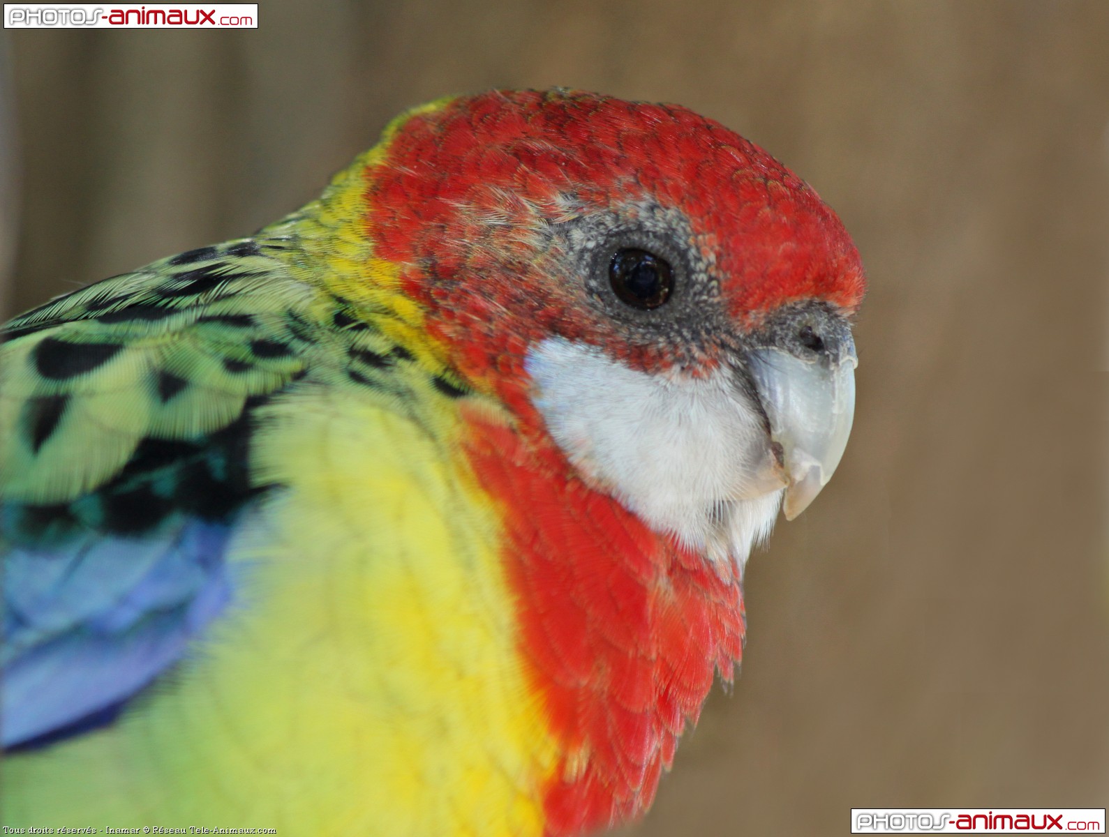 Téléchargement du fond d’écran d’oiseaux perruche omnicolore, en 1600