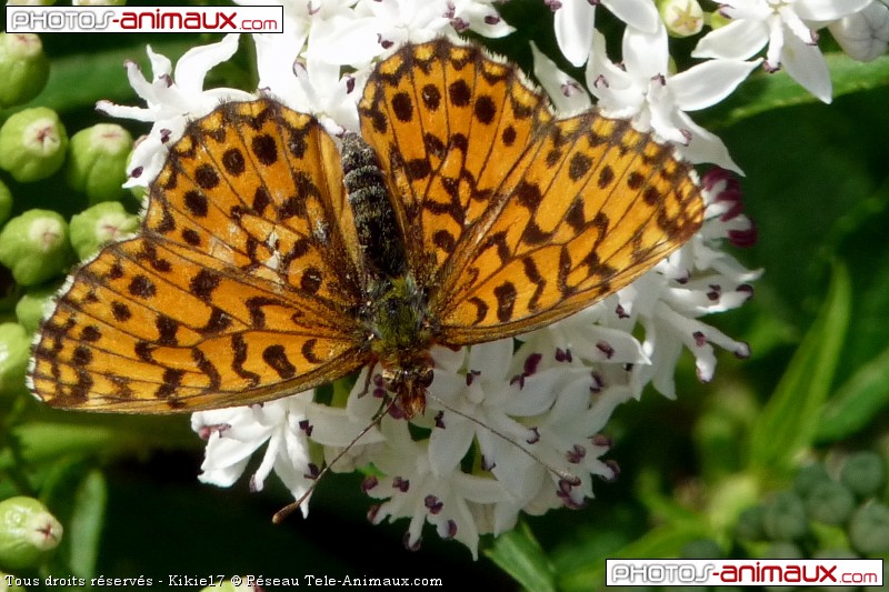 Téléchargement du fond d'écran papillon, en 800 pixels de large