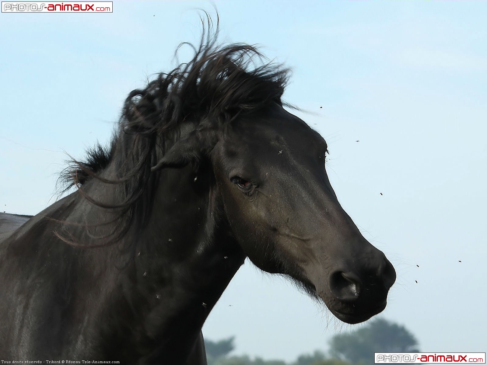 T l chargement du fond d cran de chevaux frison  en 1600 