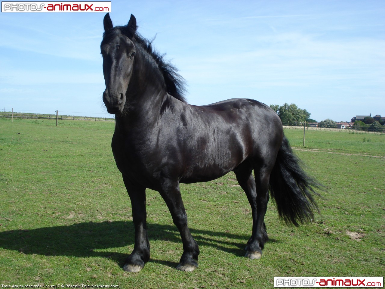 T l chargement du fond d cran de chevaux frison  en 1280 