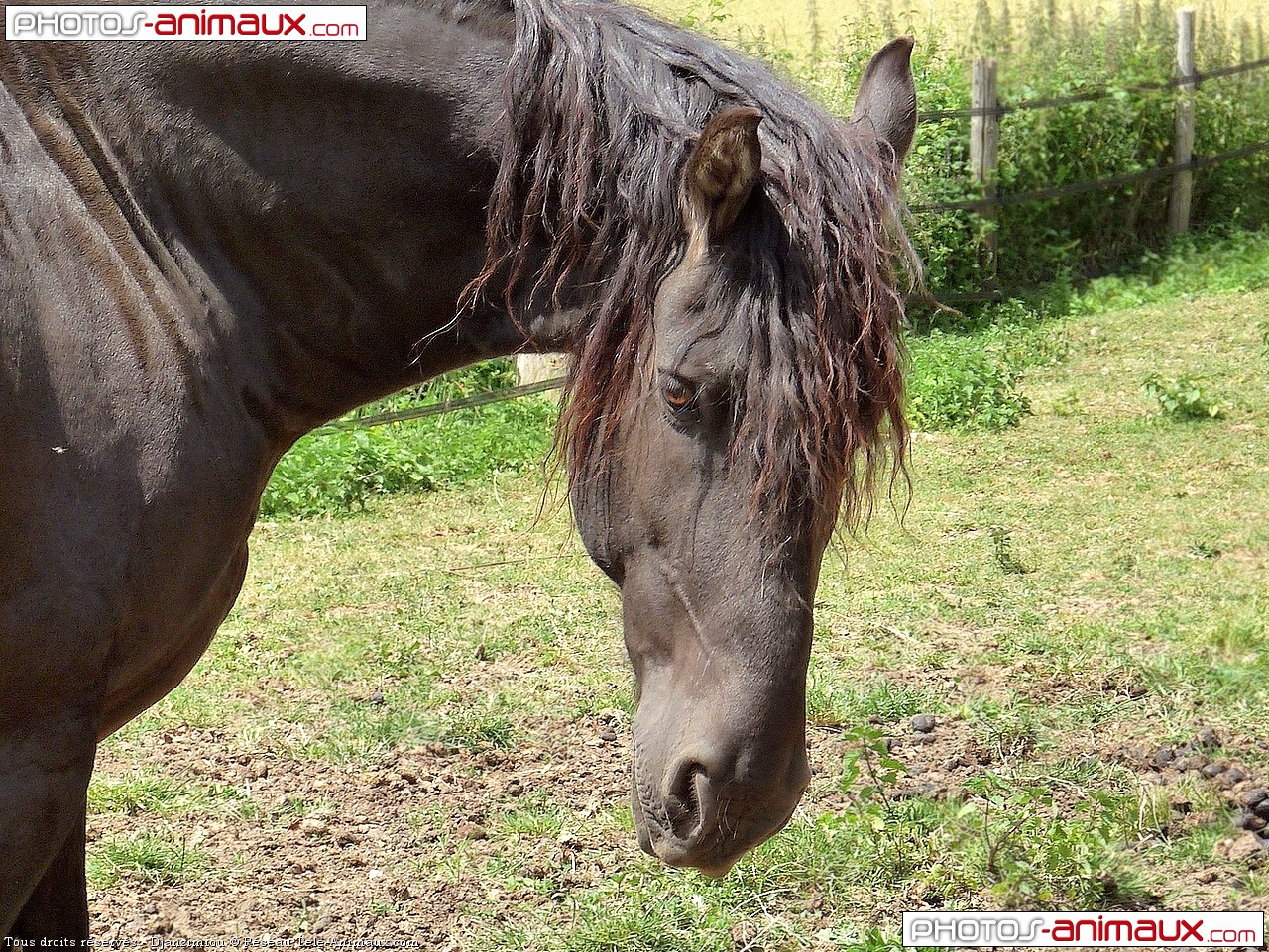 T l chargement du fond d cran de chevaux frison  en 1280 