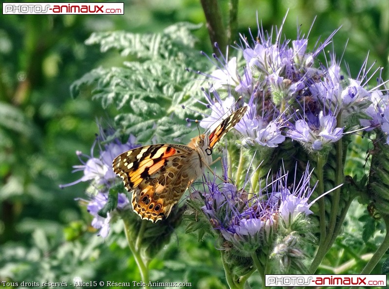 Téléchargement du fond d'écran papillon, en 800 pixels de large